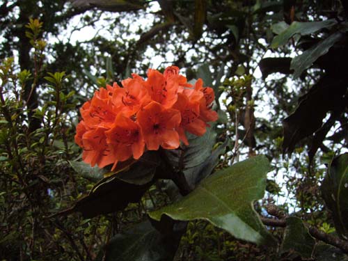 I think this is an Azalea or Rhododendron?